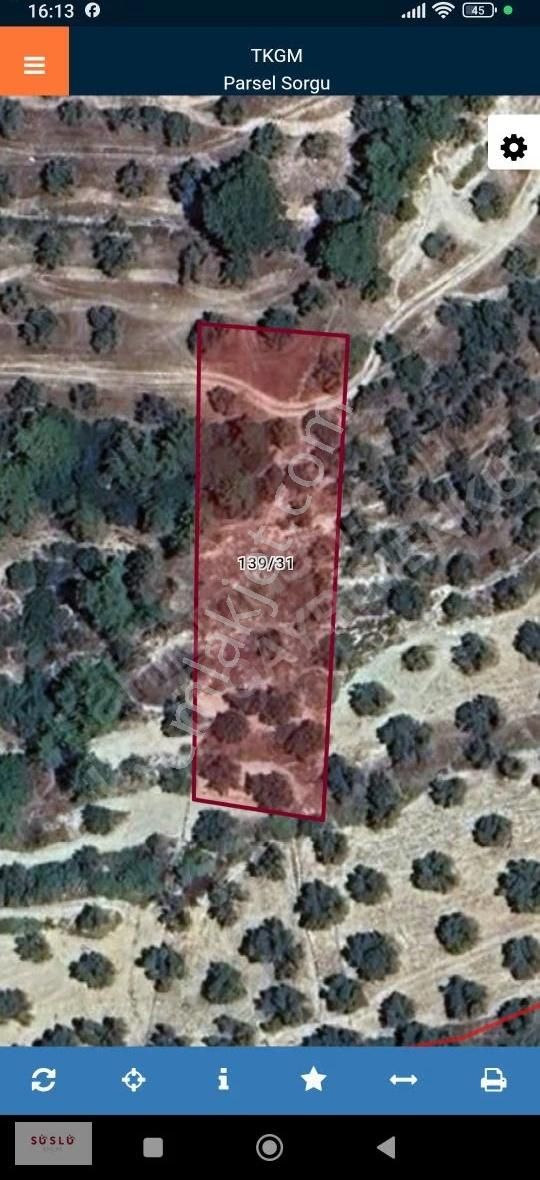 Ayvalik Muratelinde Satılık Zeytinlik - Görsel 2