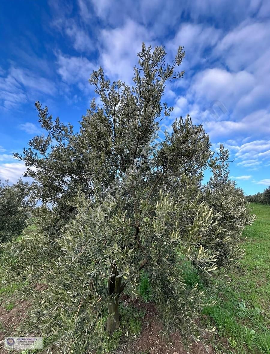 Bursa Mudanya Mürselde Şehir Hast. 3,5 Km Satılık Tarla 5000m2 - Görsel 3