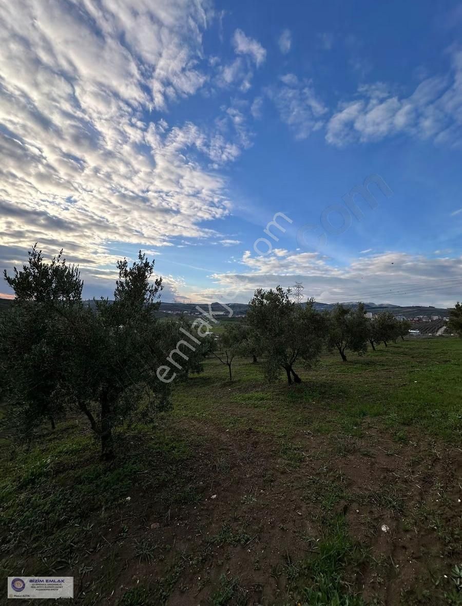 Bursa Mudanya Mürselde Şehir Hast. 3,5 Km Satılık Tarla 5000m2 - Görsel 4