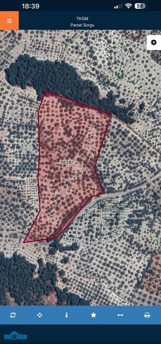 Akhisar Zeytinliova'da Elektrik Sulu Satılık 48 Dönüm Zeytinlik - Görsel 5