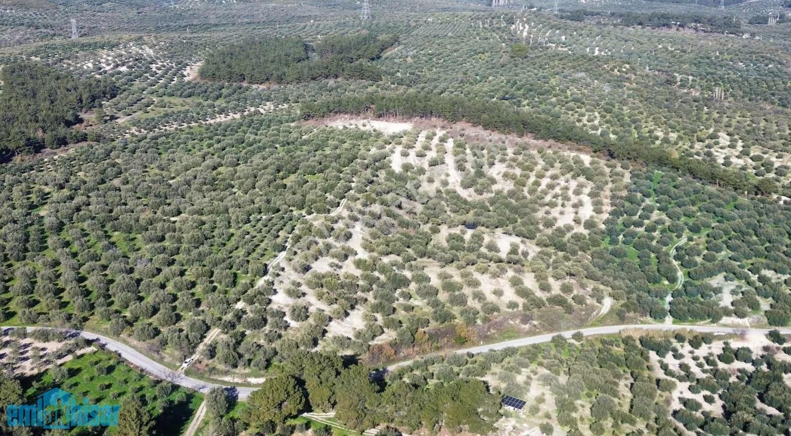 Akhisar Zeytinliova'da Elektrik Sulu Satılık 48 Dönüm Zeytinlik - Görsel 18