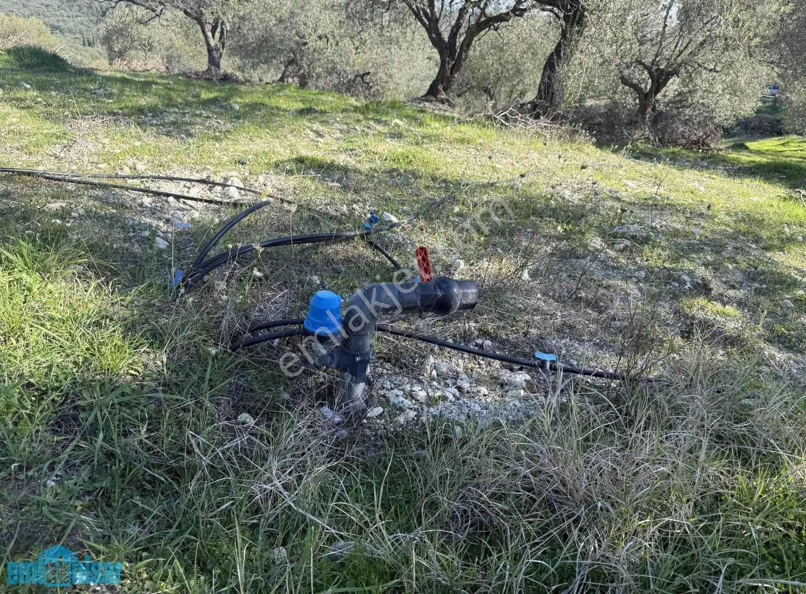 Akhisar Zeytinliova'da Elektrik Sulu Satılık 48 Dönüm Zeytinlik - Görsel 17