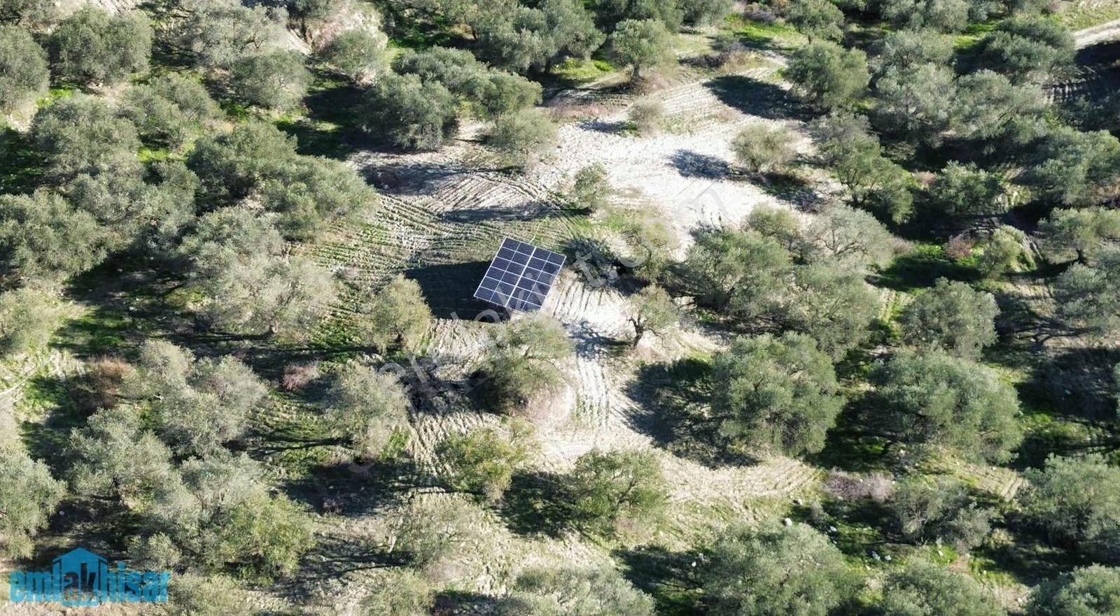 Akhisar Zeytinliova'da Elektrik Sulu Satılık 48 Dönüm Zeytinlik - Görsel 13