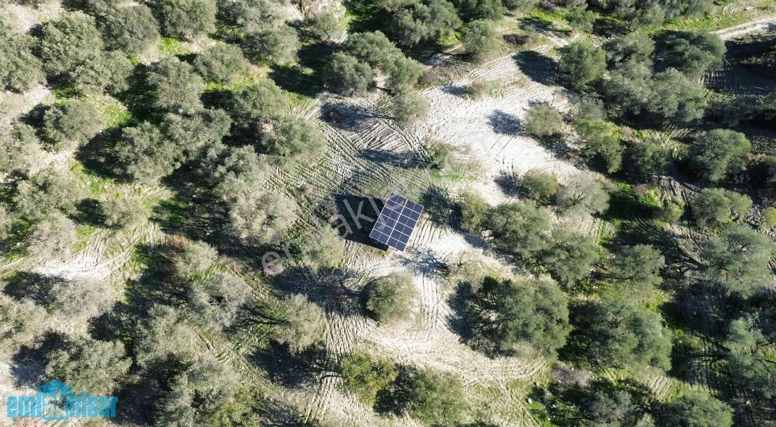 Akhisar Zeytinliova'da Elektrik Sulu Satılık 48 Dönüm Zeytinlik - Görsel 14