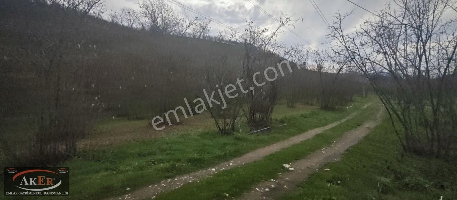 İki Tapu Manzaralı Düz Yol Su Elektrik Üstünde Fındık Var - Görsel 3