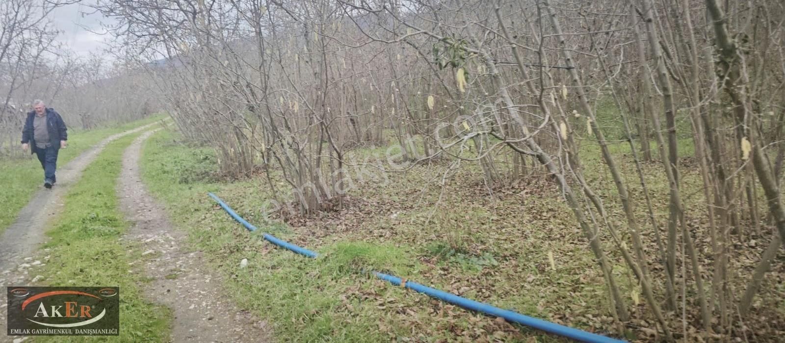 İki Tapu Manzaralı Düz Yol Su Elektrik Üstünde Fındık Var - Görsel 14