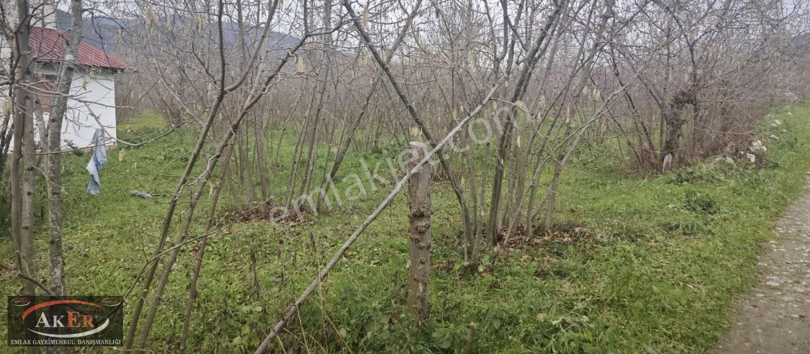 İki Tapu Manzaralı Düz Yol Su Elektrik Üstünde Fındık Var