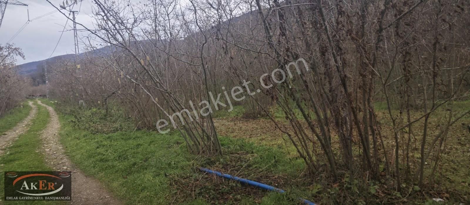 İki Tapu Manzaralı Düz Yol Su Elektrik Üstünde Fındık Var - Görsel 15