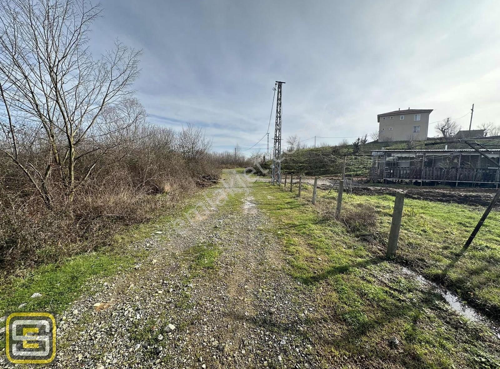 Deniz Gören Merkeze Yakın Bakımlı 3.700 M2 Fındık Bahçesi