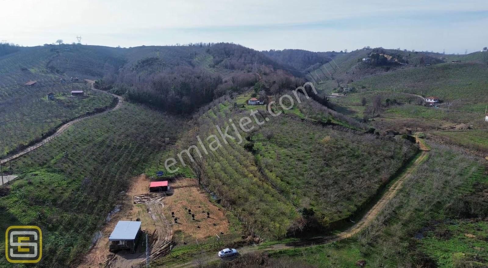 Deniz Gören Merkeze Yakın Bakımlı 3.700 M2 Fındık Bahçesi - Görsel 8