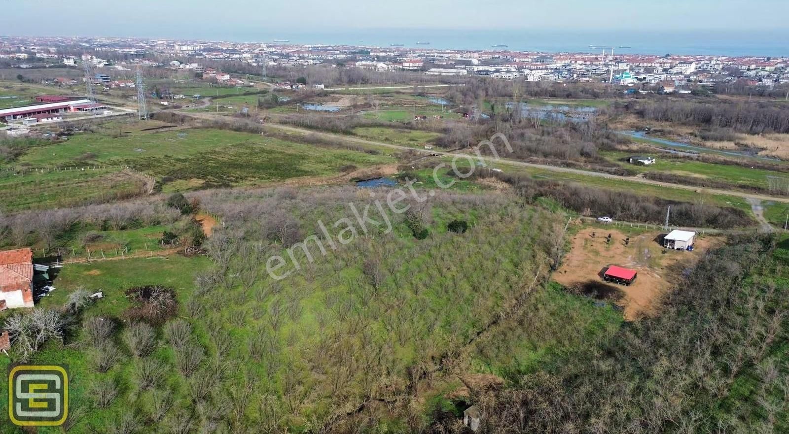 Deniz Gören Merkeze Yakın Bakımlı 3.700 M2 Fındık Bahçesi - Görsel 14