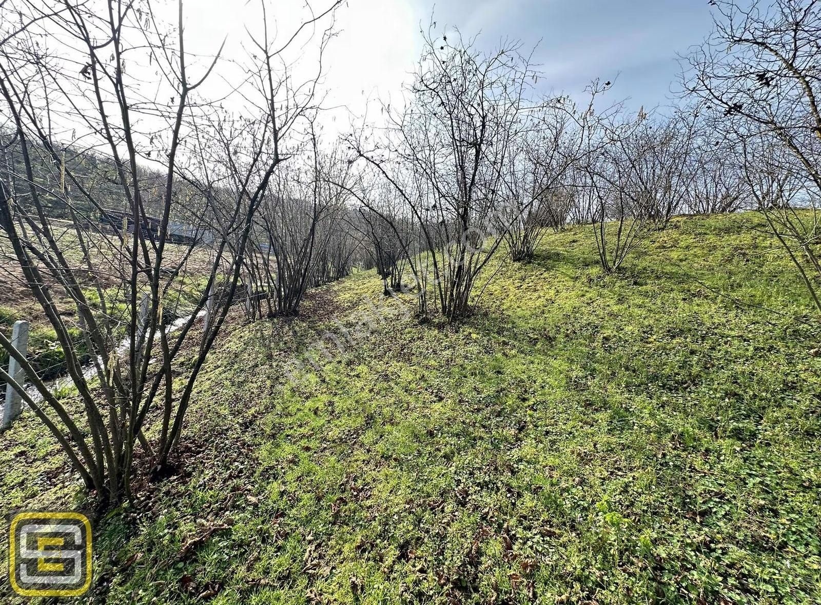 Deniz Gören Merkeze Yakın Bakımlı 3.700 M2 Fındık Bahçesi - Görsel 7