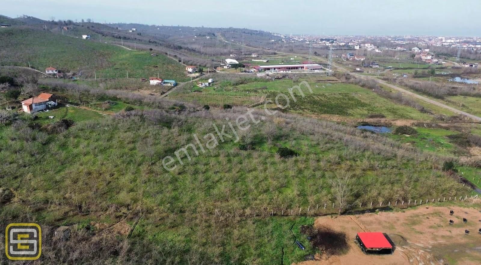 Deniz Gören Merkeze Yakın Bakımlı 3.700 M2 Fındık Bahçesi - Görsel 16