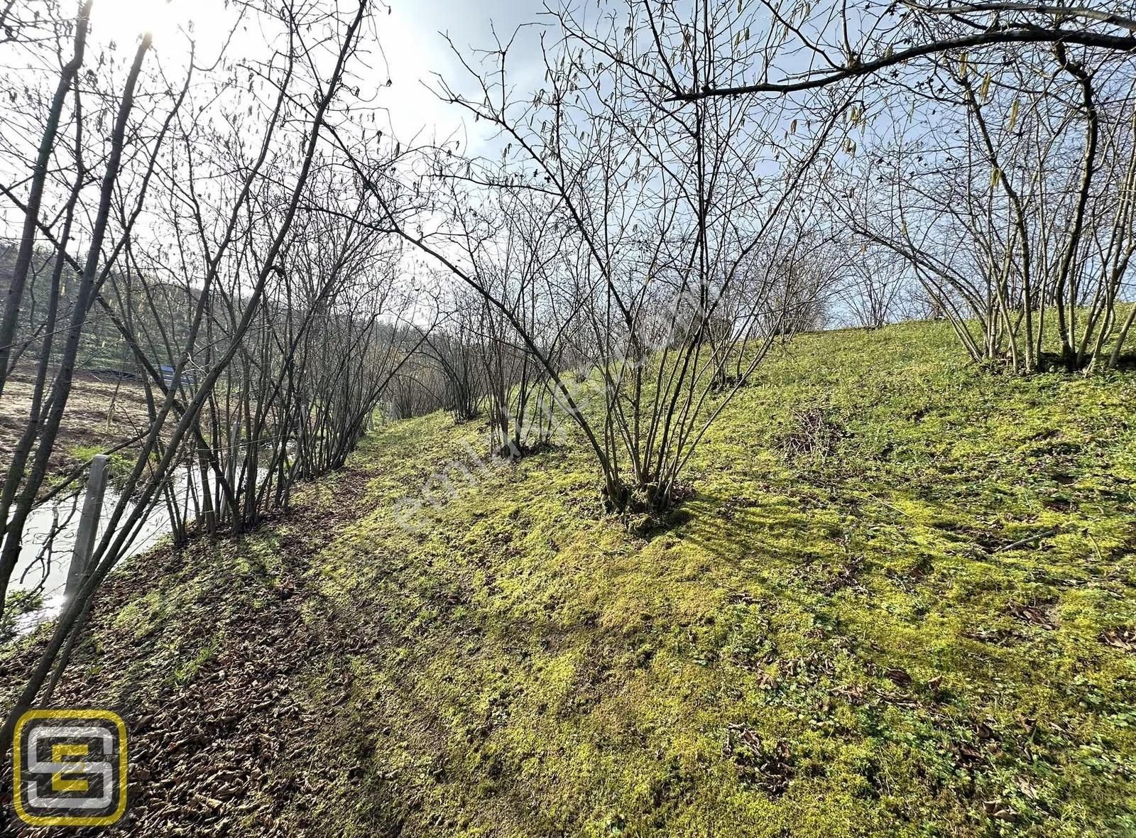 Deniz Gören Merkeze Yakın Bakımlı 3.700 M2 Fındık Bahçesi - Görsel 2