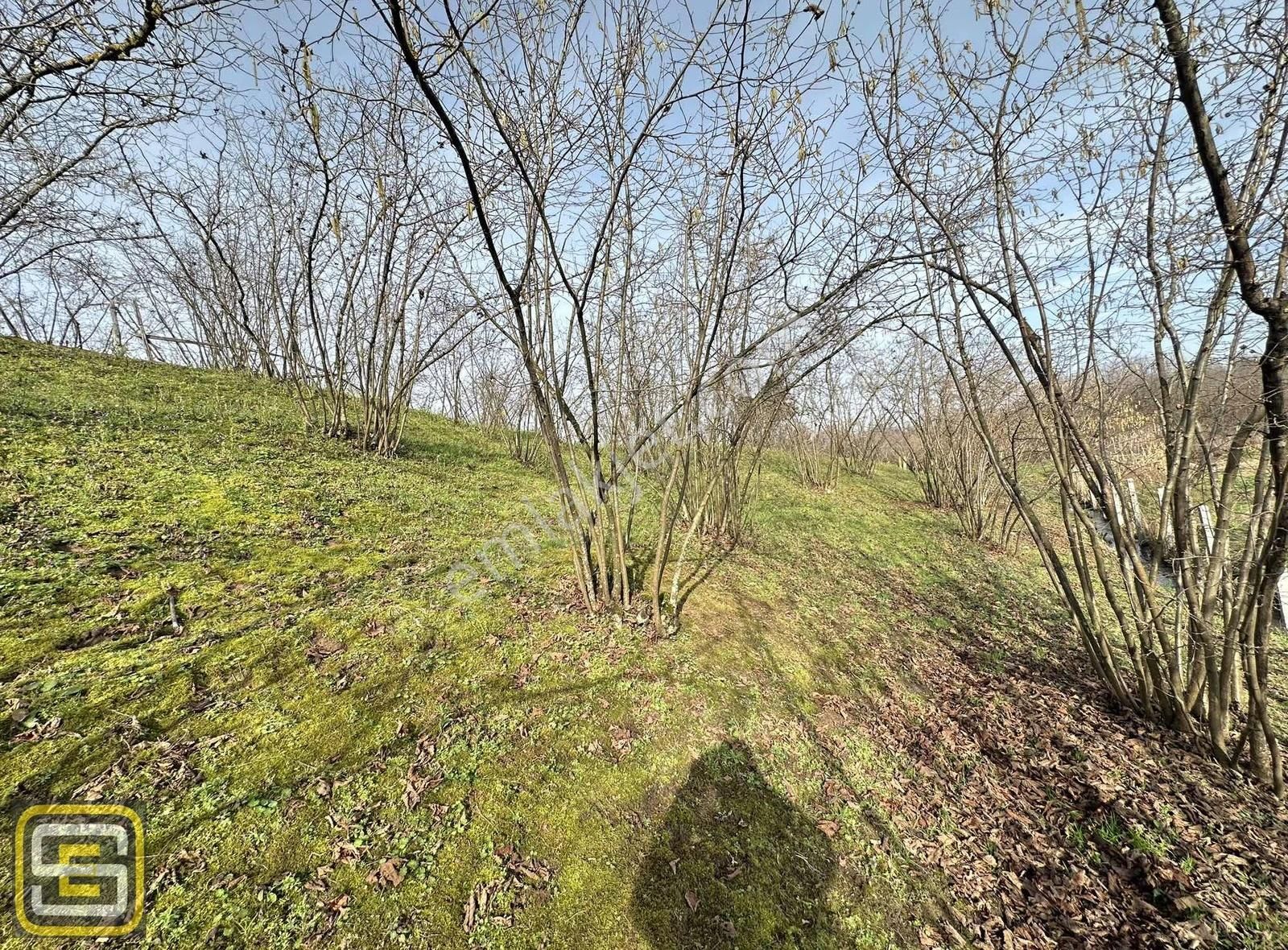 Deniz Gören Merkeze Yakın Bakımlı 3.700 M2 Fındık Bahçesi - Görsel 6