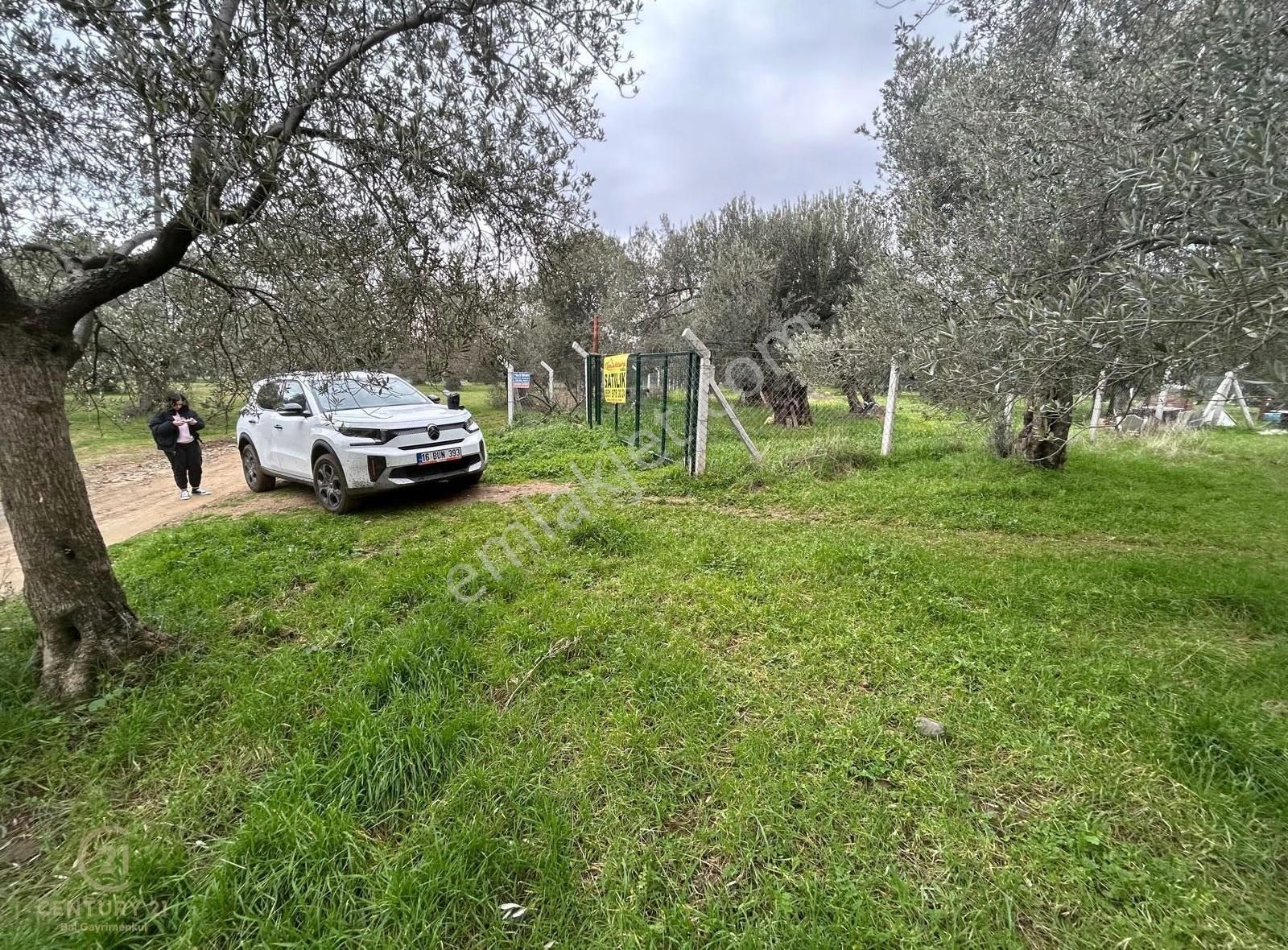 C21bal'dan Edremit Gaziilyas Mh Yolu-suyu Olan Satılık Zeytinlik - Görsel 15