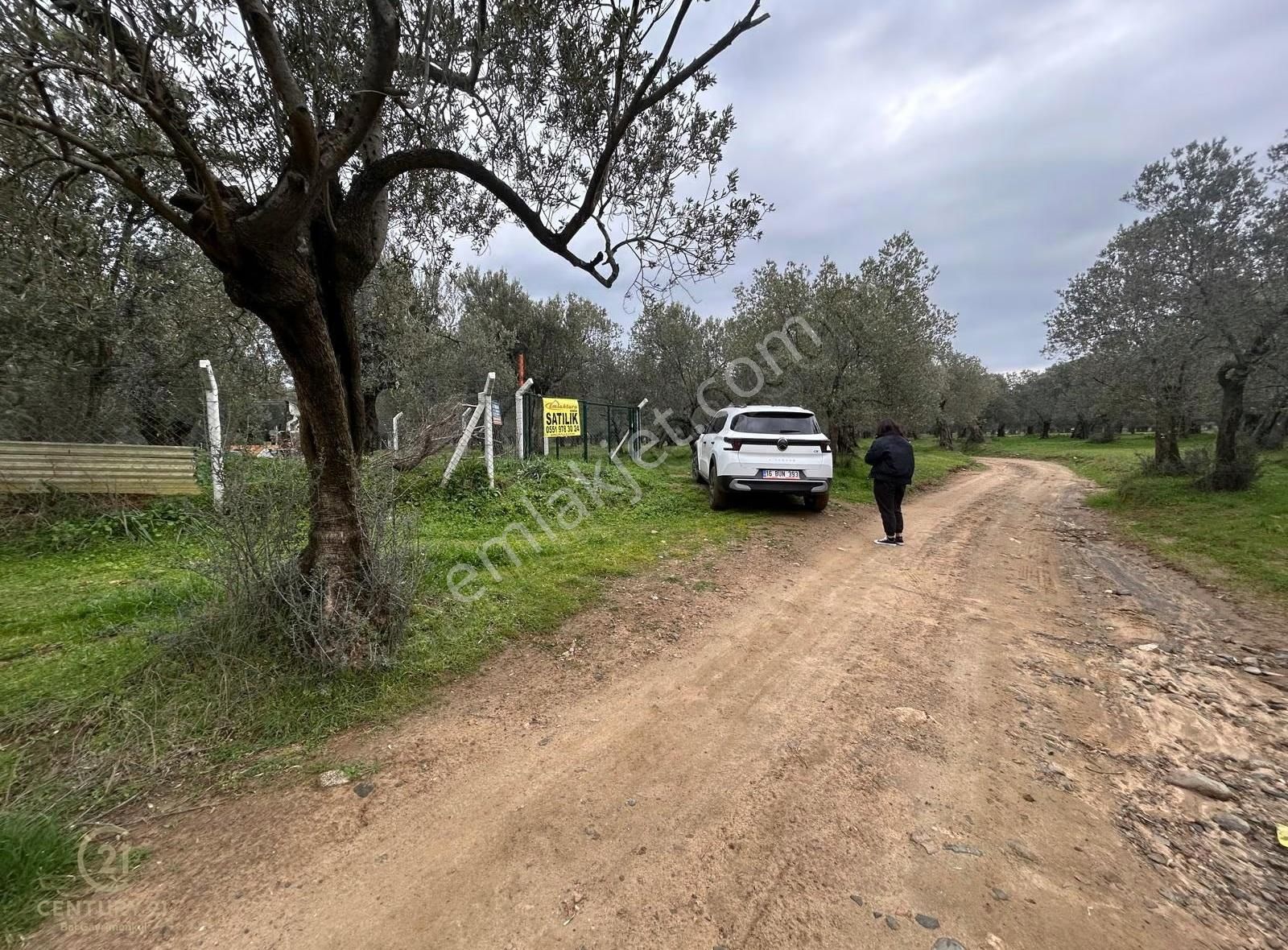 C21bal'dan Edremit Gaziilyas Mh Yolu-suyu Olan Satılık Zeytinlik - Görsel 9