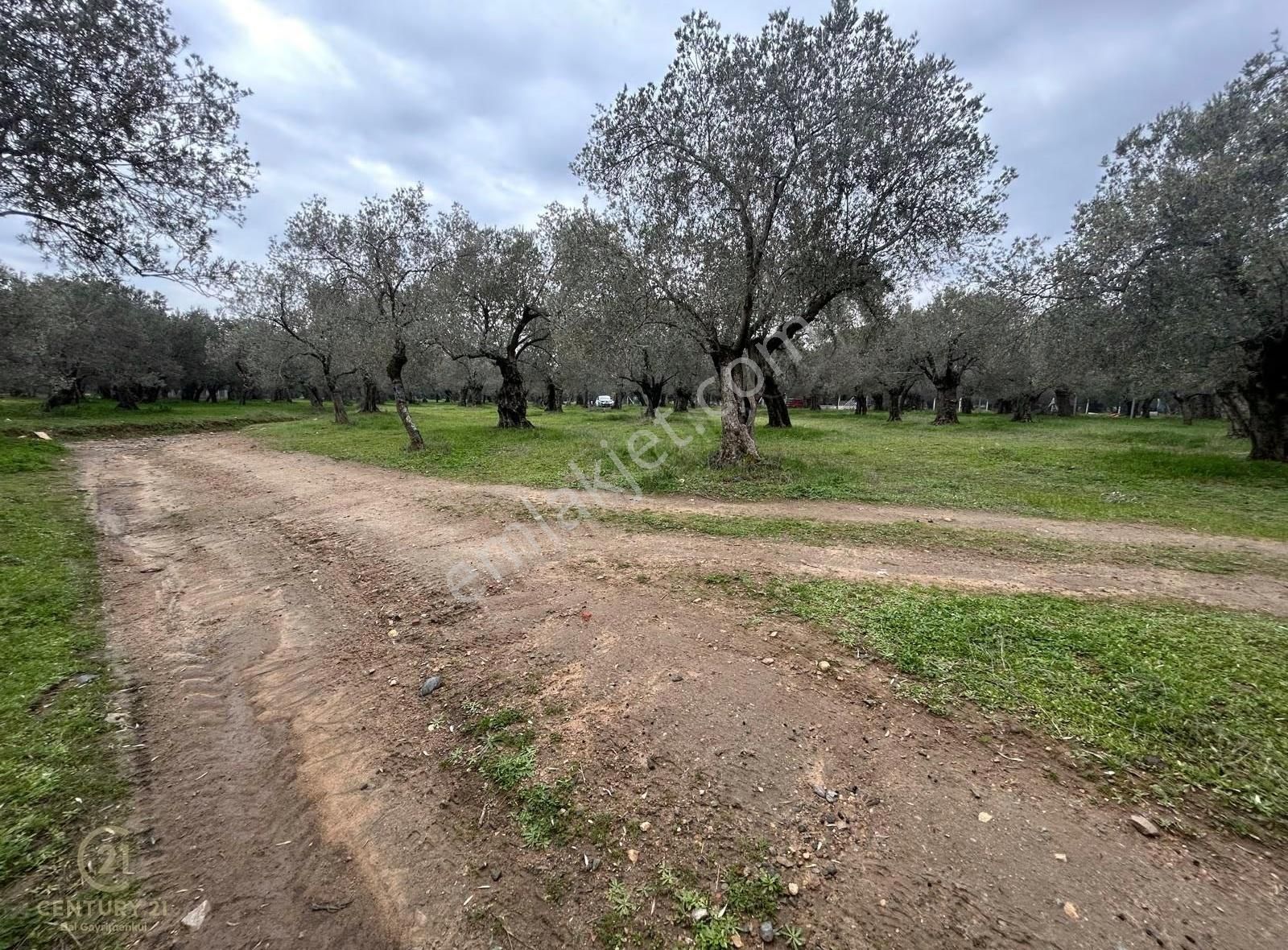 C21bal'dan Edremit Gaziilyas Mh Yolu-suyu Olan Satılık Zeytinlik - Görsel 10