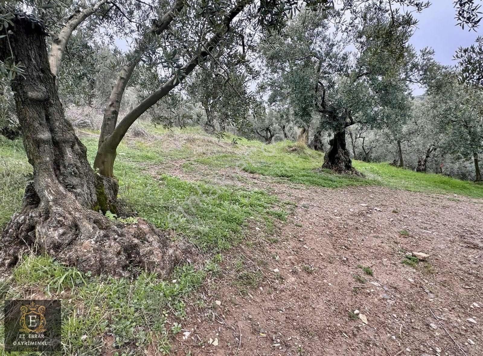 Mudanya Işıklı Mahallesinde Hobi Bahçesine Uygun Satılık Arazi - Görsel 11