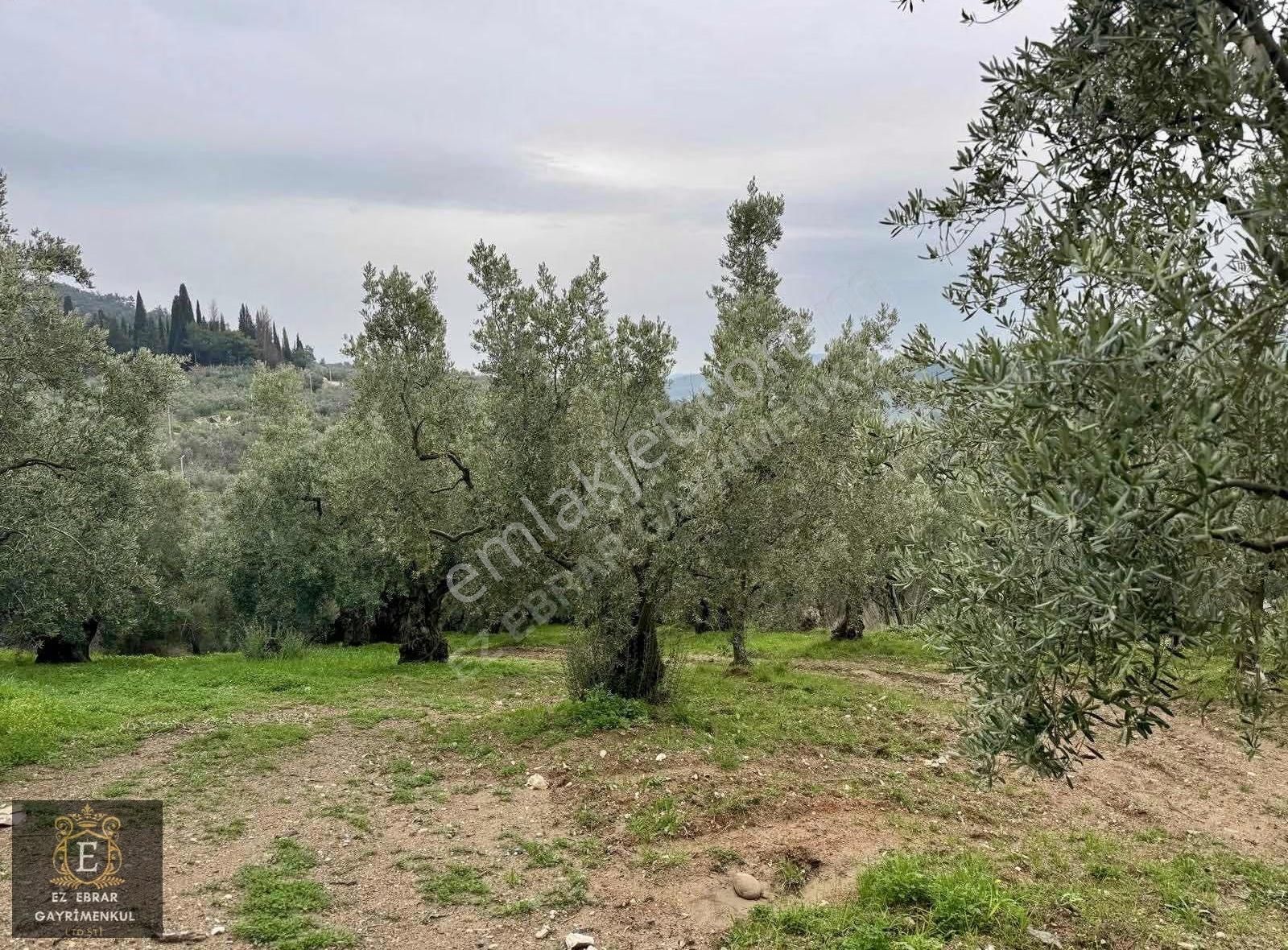 Mudanya Işıklı Mahallesinde Hobi Bahçesine Uygun Satılık Arazi - Görsel 18