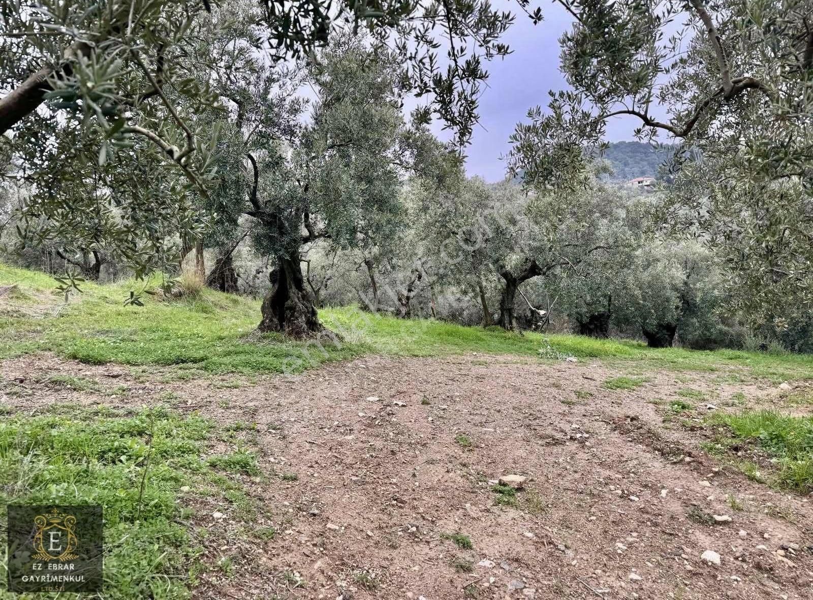 Mudanya Işıklı Mahallesinde Hobi Bahçesine Uygun Satılık Arazi - Görsel 21