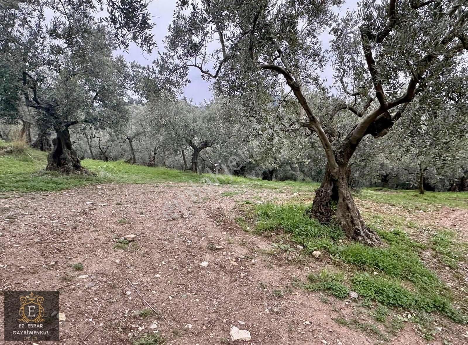 Mudanya Işıklı Mahallesinde Hobi Bahçesine Uygun Satılık Arazi - Görsel 6