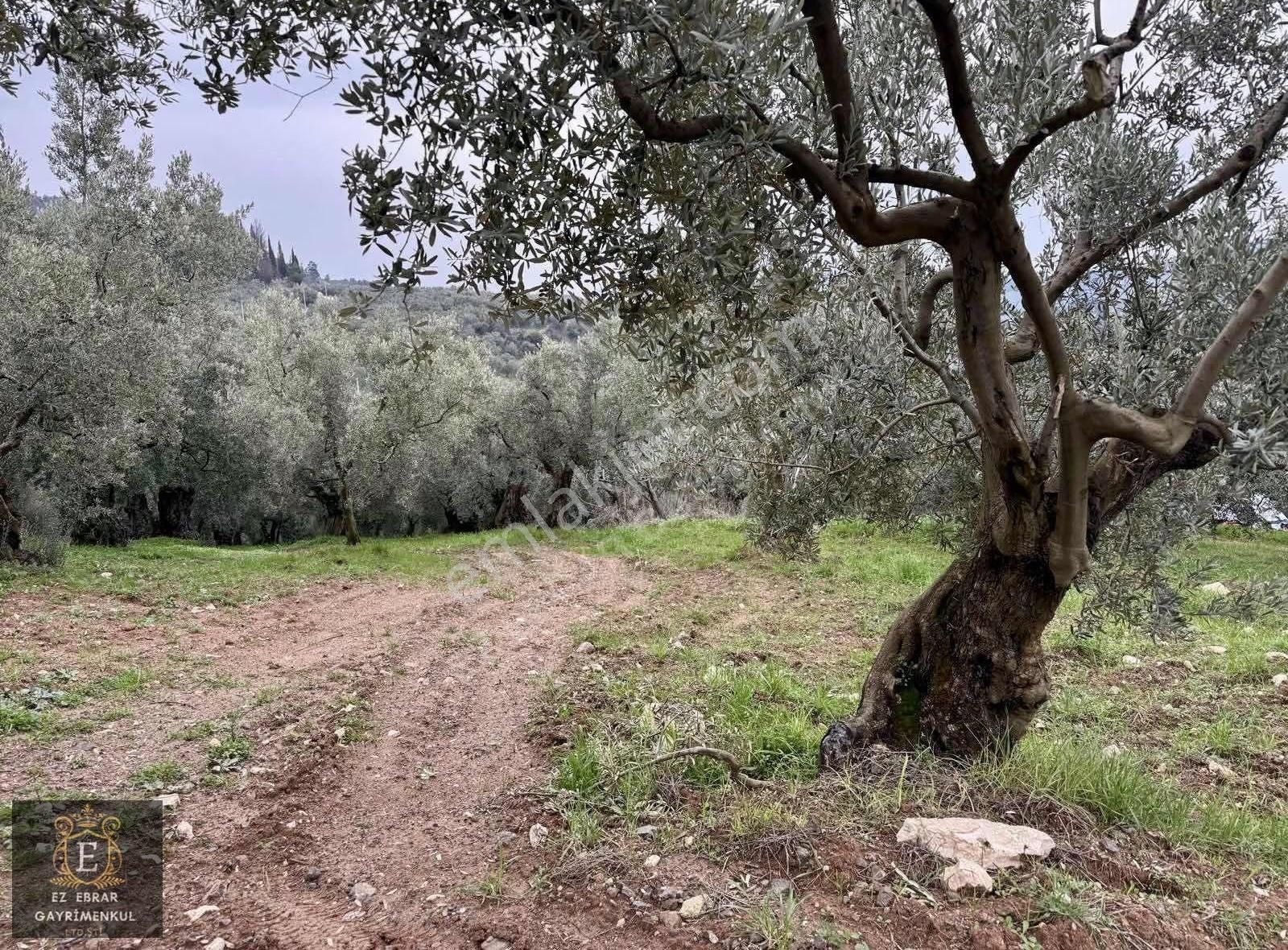 Mudanya Işıklı Mahallesinde Hobi Bahçesine Uygun Satılık Arazi - Görsel 15