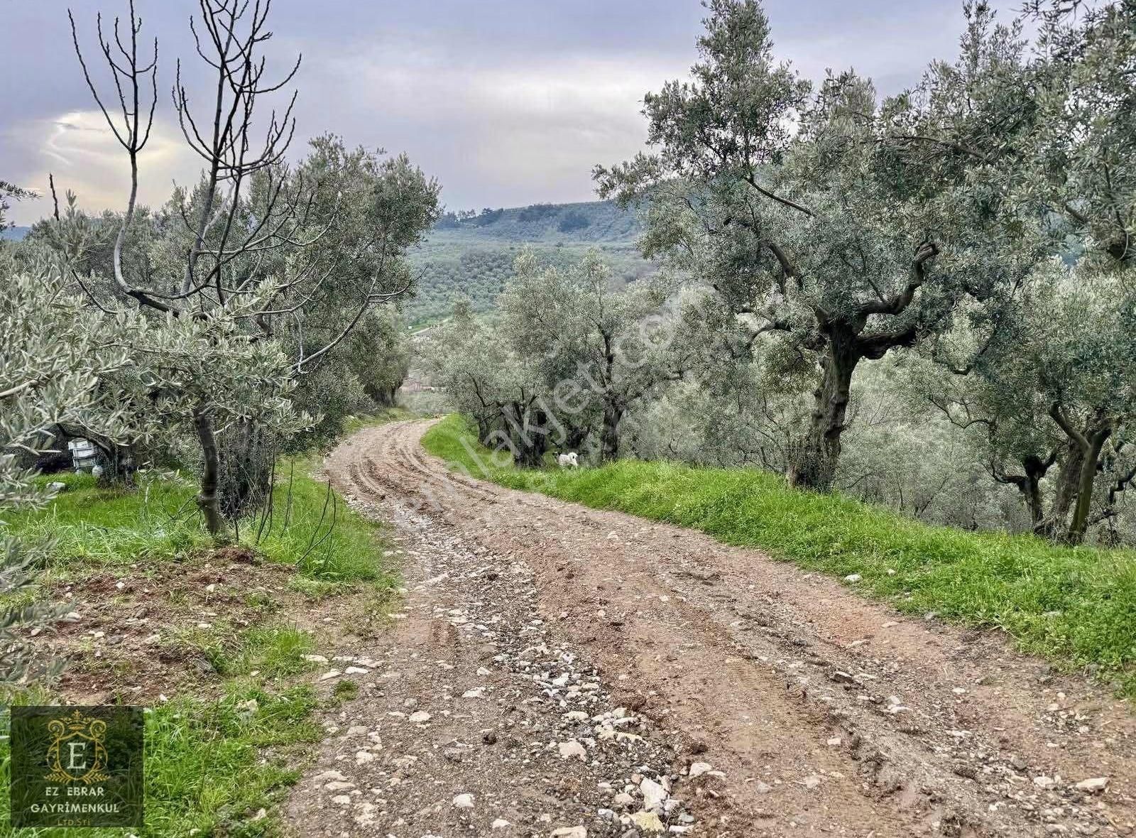 Mudanya Işıklı Mahallesinde Hobi Bahçesine Uygun Satılık Arazi - Görsel 2