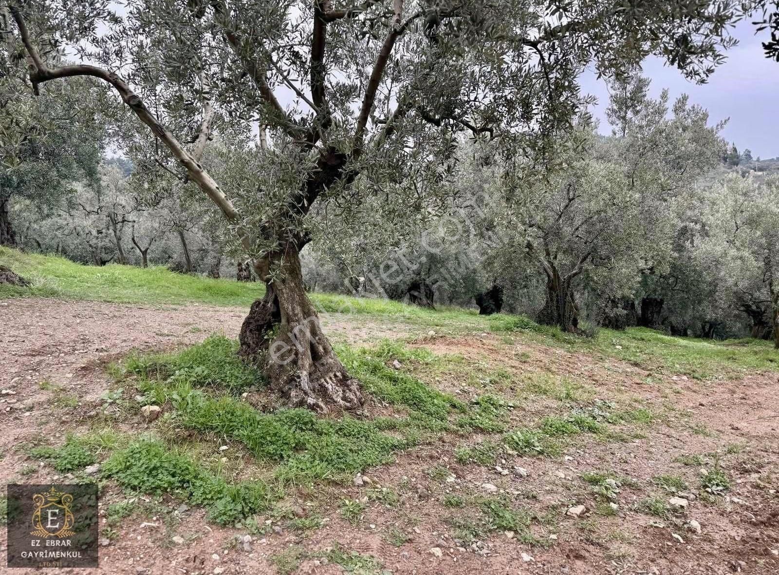 Mudanya Işıklı Mahallesinde Hobi Bahçesine Uygun Satılık Arazi - Görsel 9