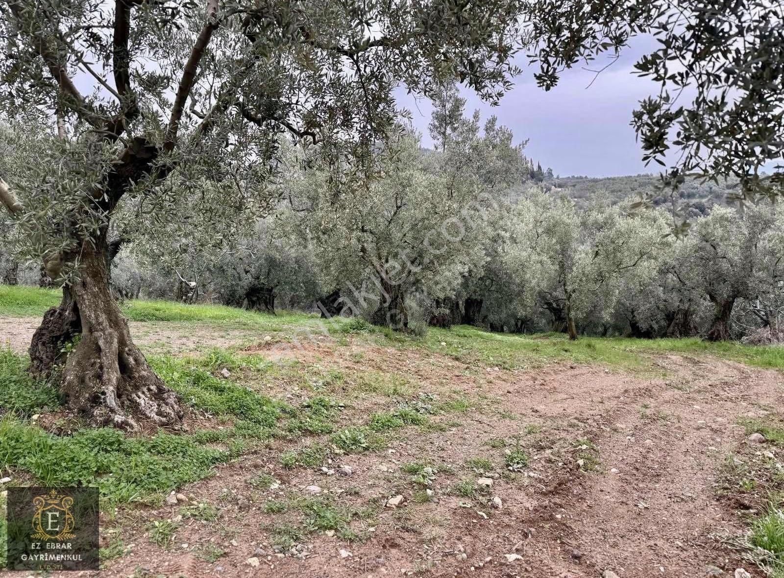 Mudanya Işıklı Mahallesinde Hobi Bahçesine Uygun Satılık Arazi - Görsel 22