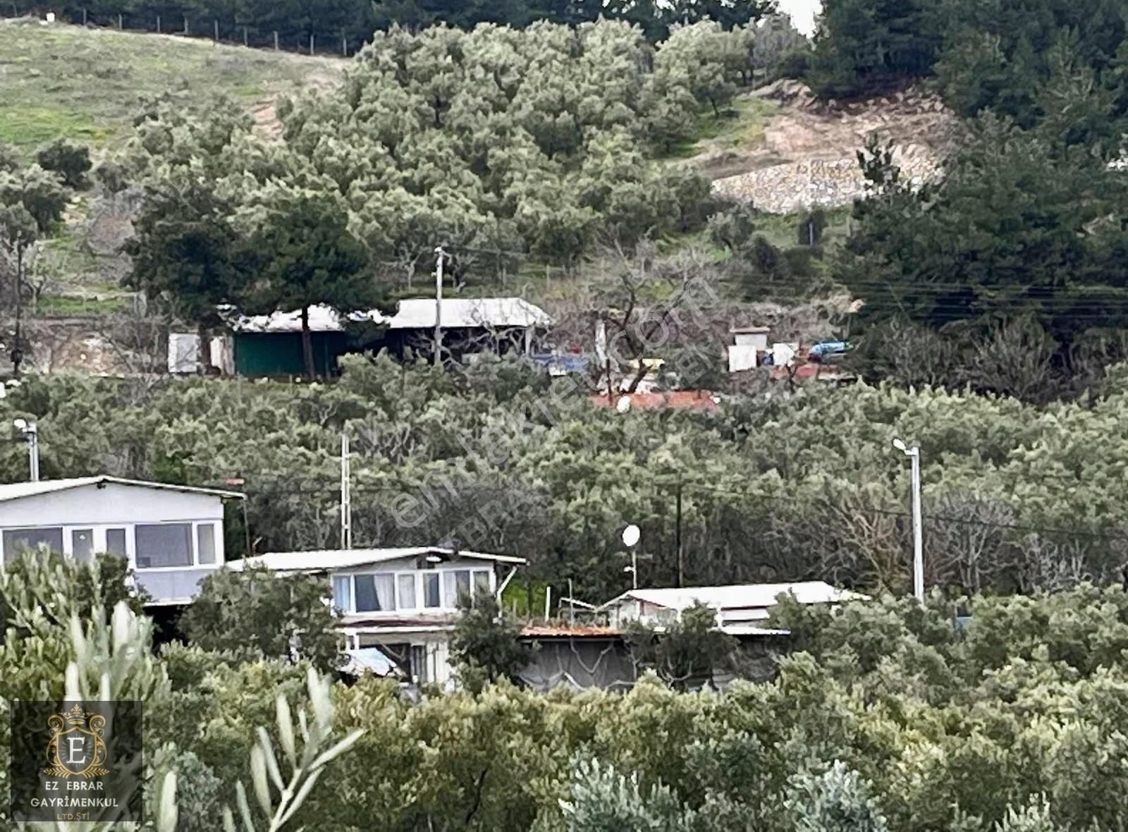 Mudanya Yörükalide Deniz Manzaralı Satılık Zeytinlik - Görsel 5