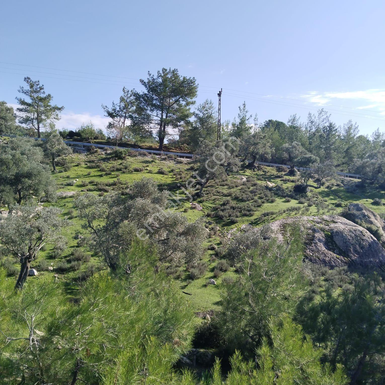 Balcity - Muğla Milas’da Asfalt Yola Cephe 23 Dönüm Arazi Yatırım Fırsatı - Görsel 4