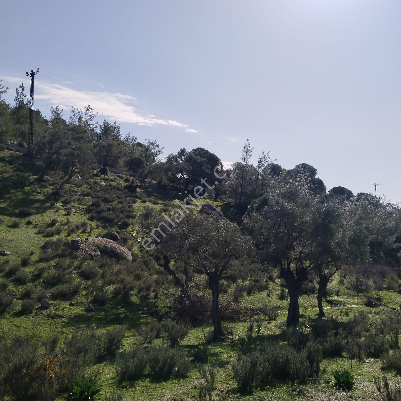 Balcity - Muğla Milas’da Asfalt Yola Cephe 23 Dönüm Arazi Yatırım Fırsatı - Görsel 19
