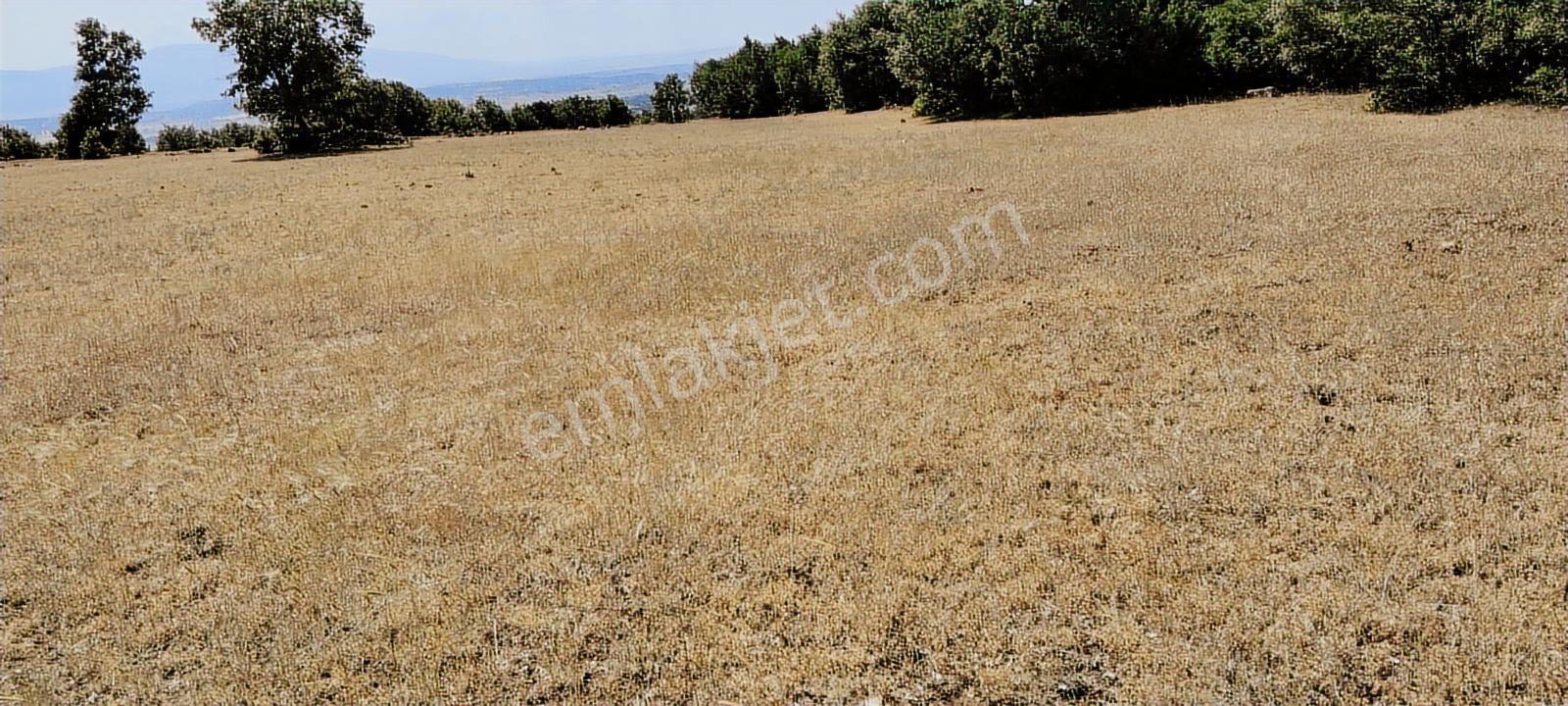 Kütahya Merkez Kozluca Köyü Nde Satılık Tarla - Görsel 12