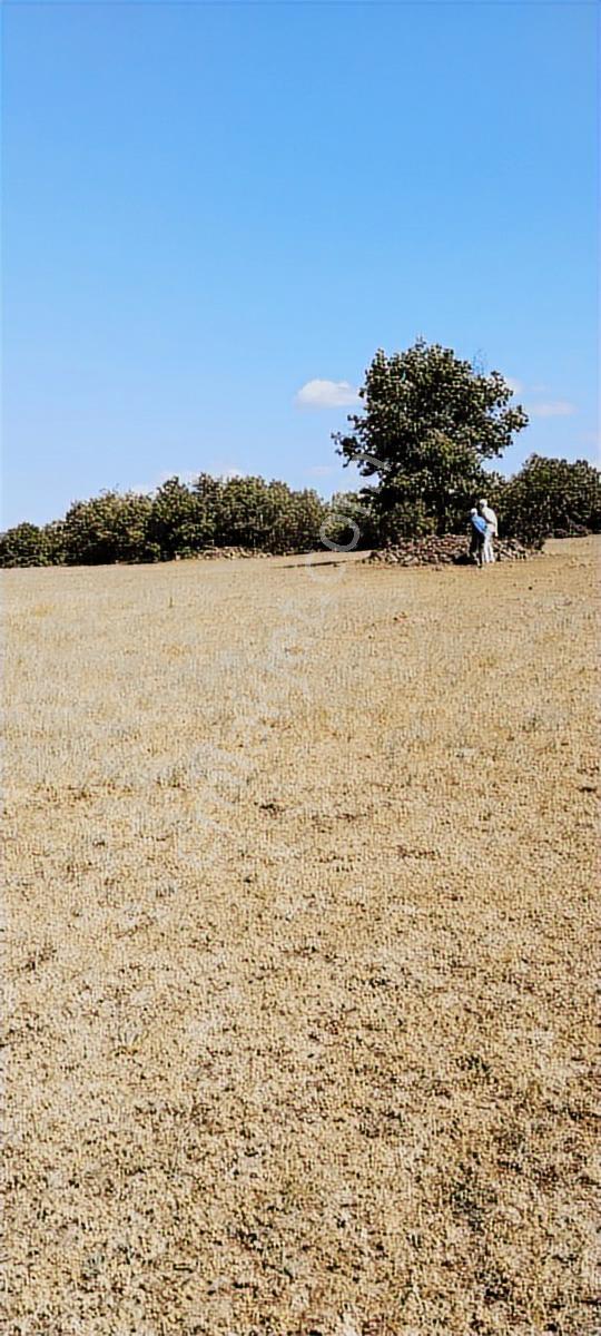 Kütahya Merkez Kozluca Köyü Nde Satılık Tarla - Görsel 17