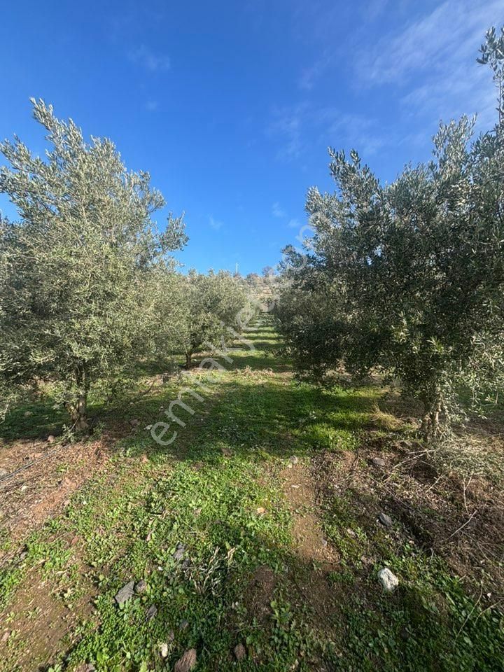 Tc Emlaktan Satılık 164 Dönüm Zeytinlik - Görsel 12