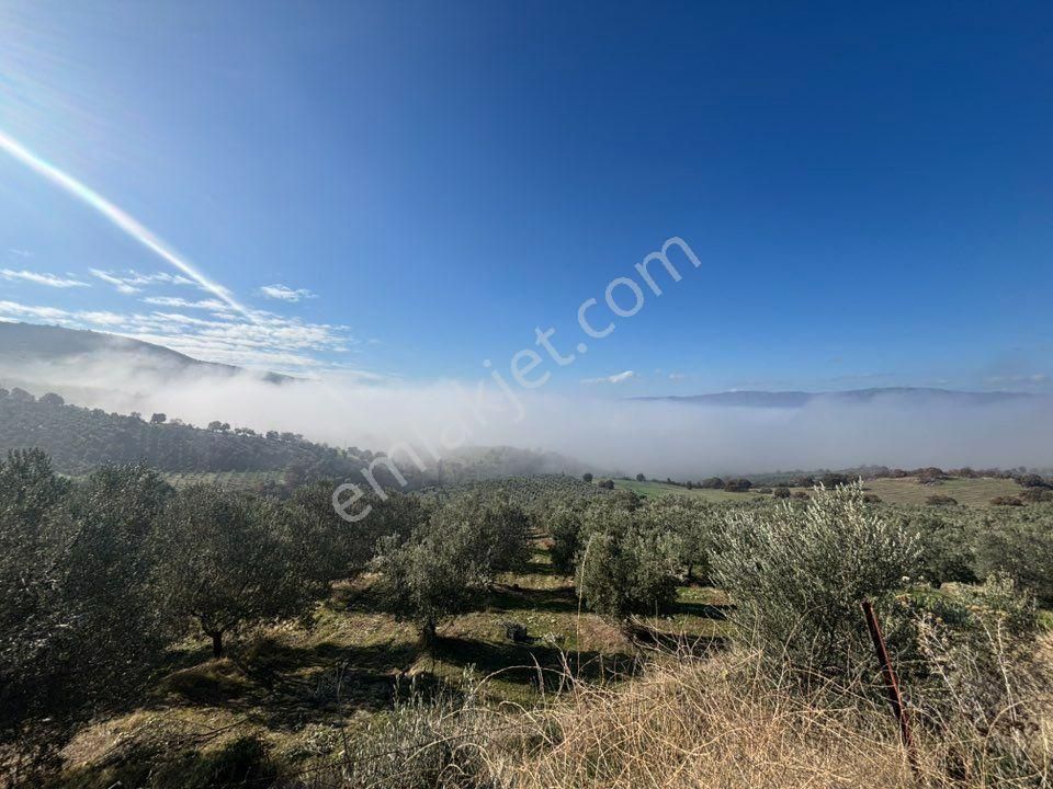 Tc Emlaktan Satılık 164 Dönüm Zeytinlik