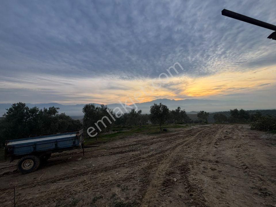 Tc Emlaktan Satılık 140 Dönüm Zeytinlik