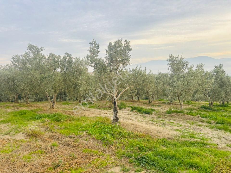Tc Emlaktan Satılık 140 Dönüm Zeytinlik - Görsel 6