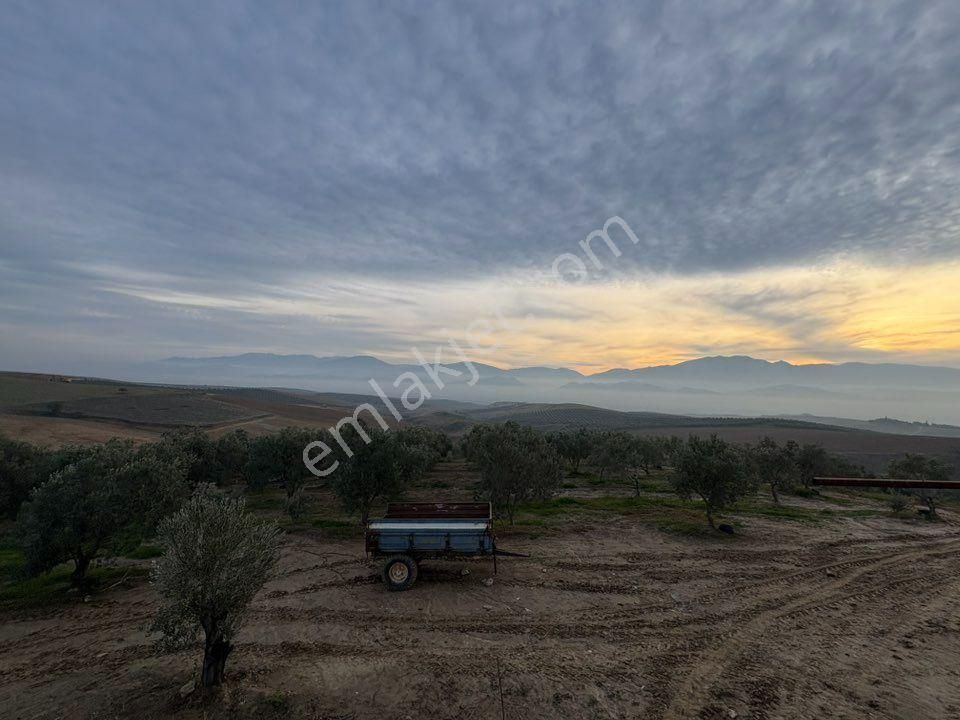 Tc Emlaktan Satılık 140 Dönüm Zeytinlik - Görsel 26