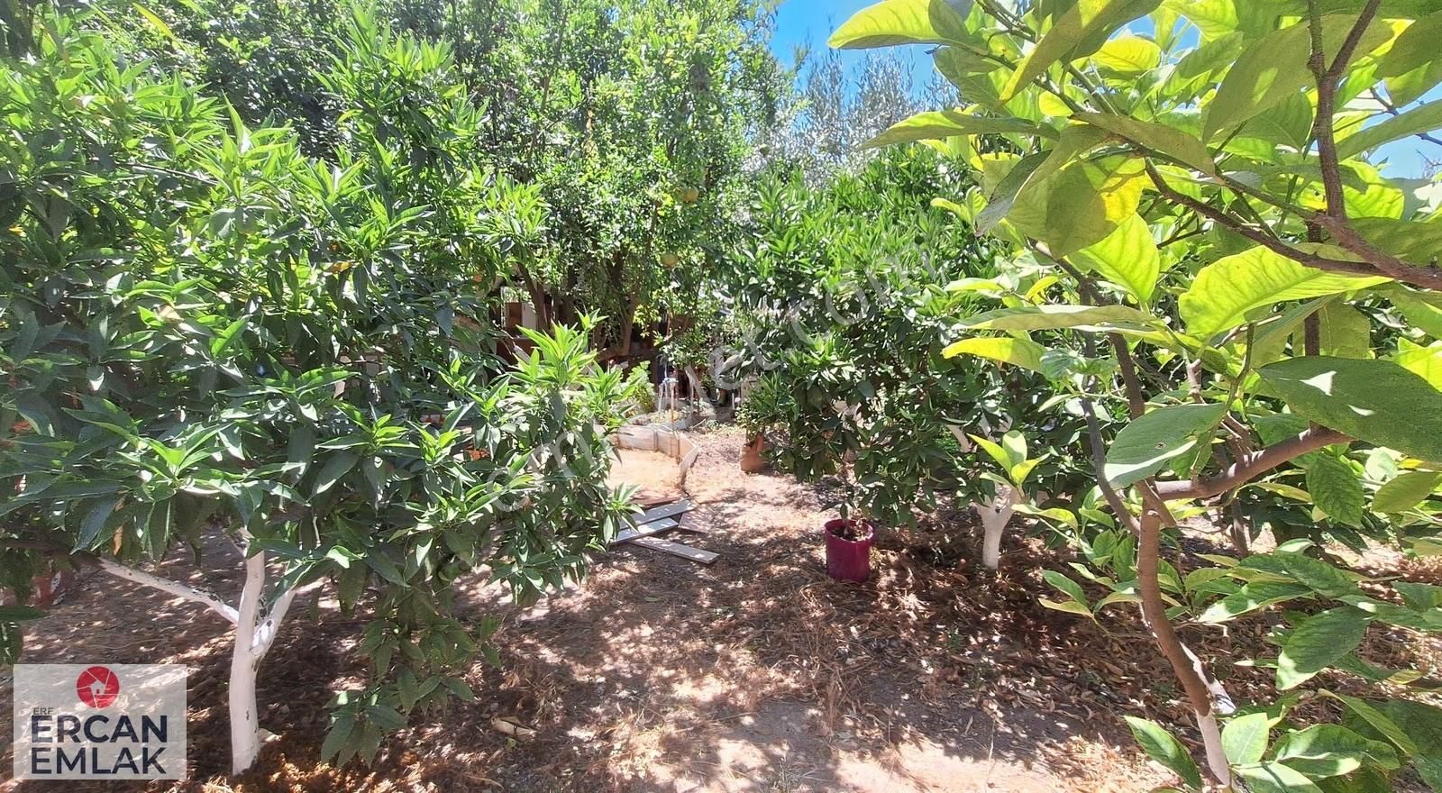 Özderede Geniş Bahceli Villa - Görsel 4