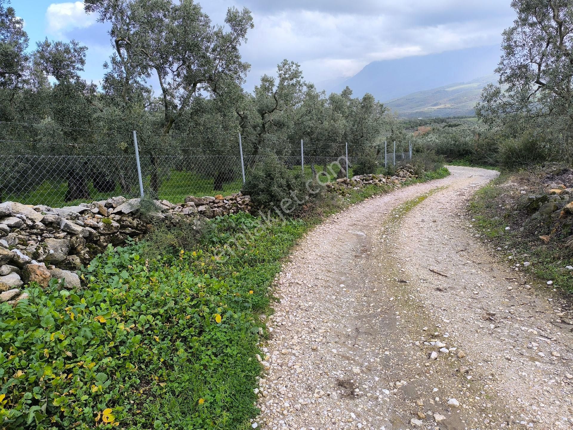Gemlik Cihatli Da Yola Cepheli Satılık Zeytinlik - Görsel 10