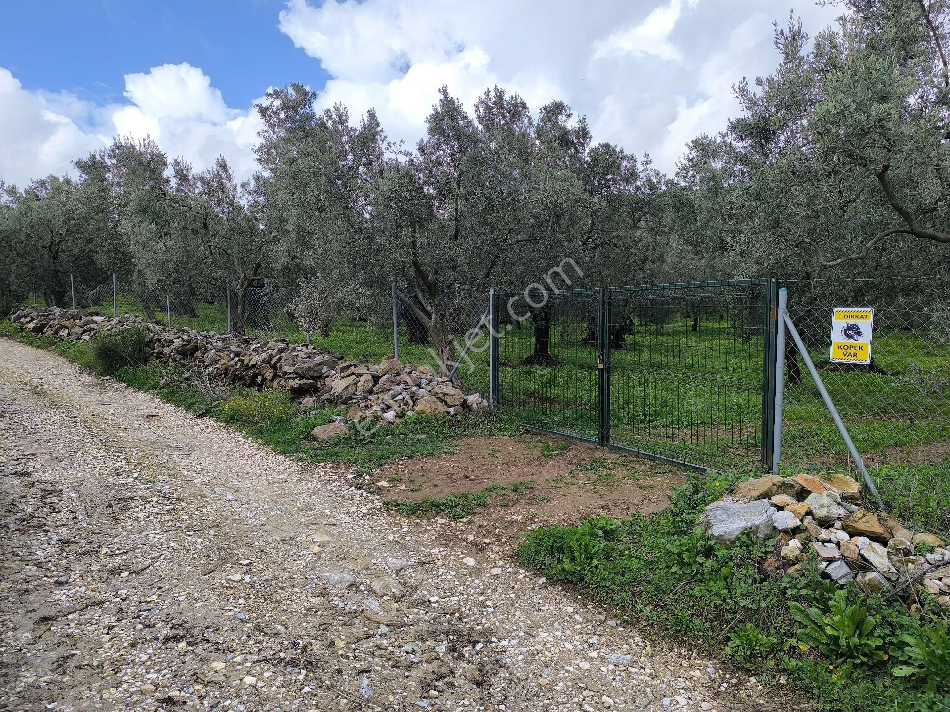 Gemlik Cihatli Da Yola Cepheli Satılık Zeytinlik