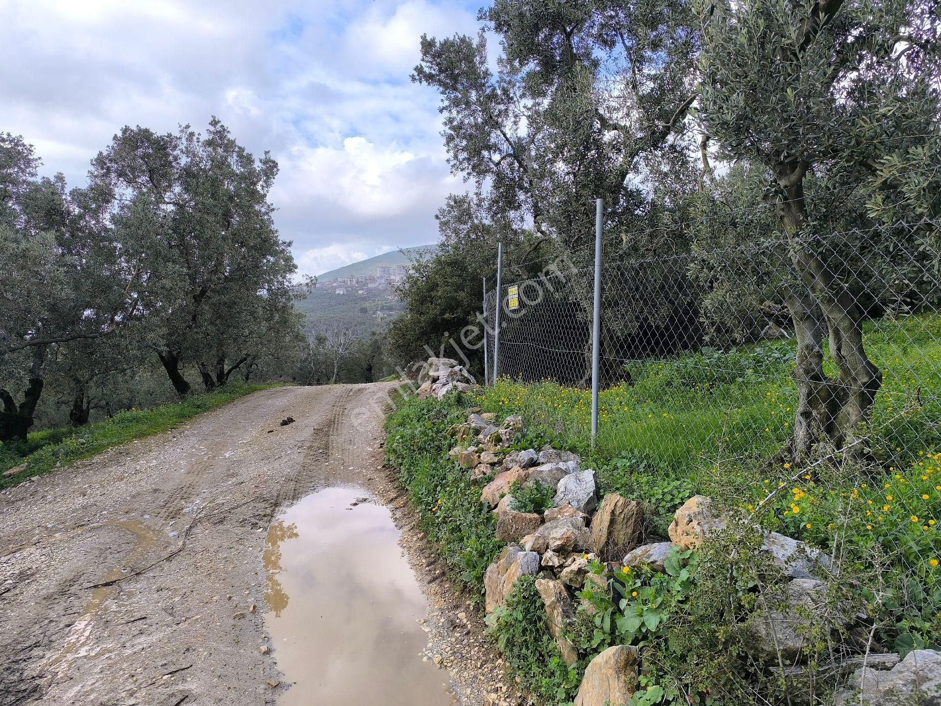 Gemlik Cihatli Da Yola Cepheli Satılık Zeytinlik - Görsel 5