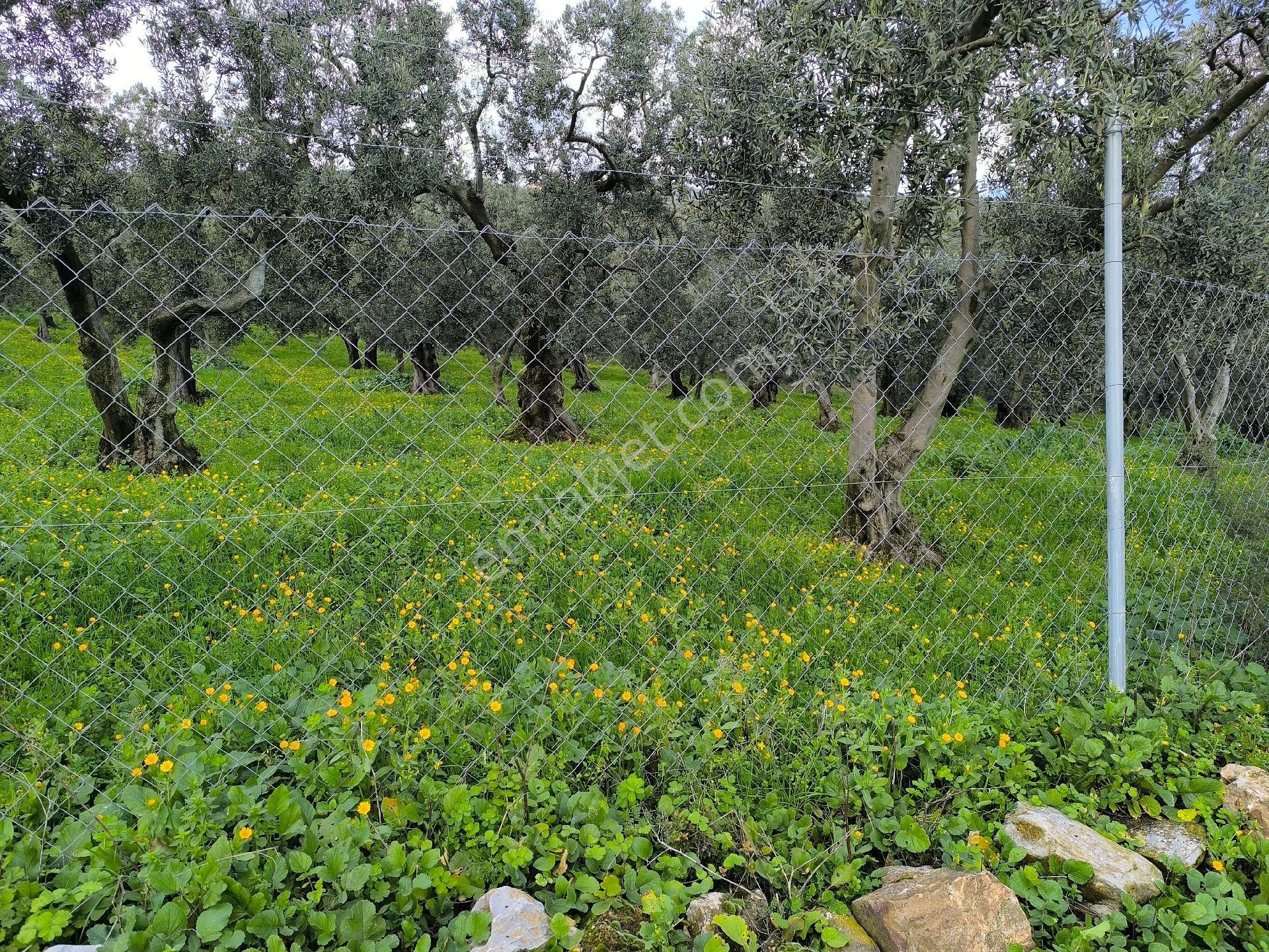 Gemlik Cihatli Da Yola Cepheli Satılık Zeytinlik - Görsel 4