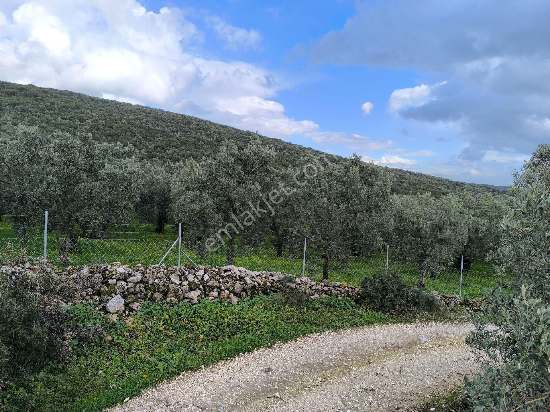Gemlik Cihatli Da Yola Cepheli Satılık Zeytinlik - Görsel 9