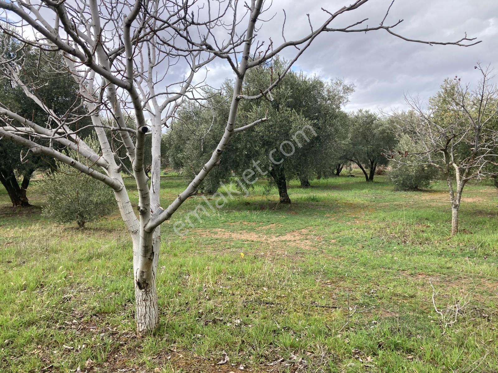 Karacasu Yetişkin Bakımlı Zeytin Ve Meyve Bahçesi 6,754 M2 - Görsel 2