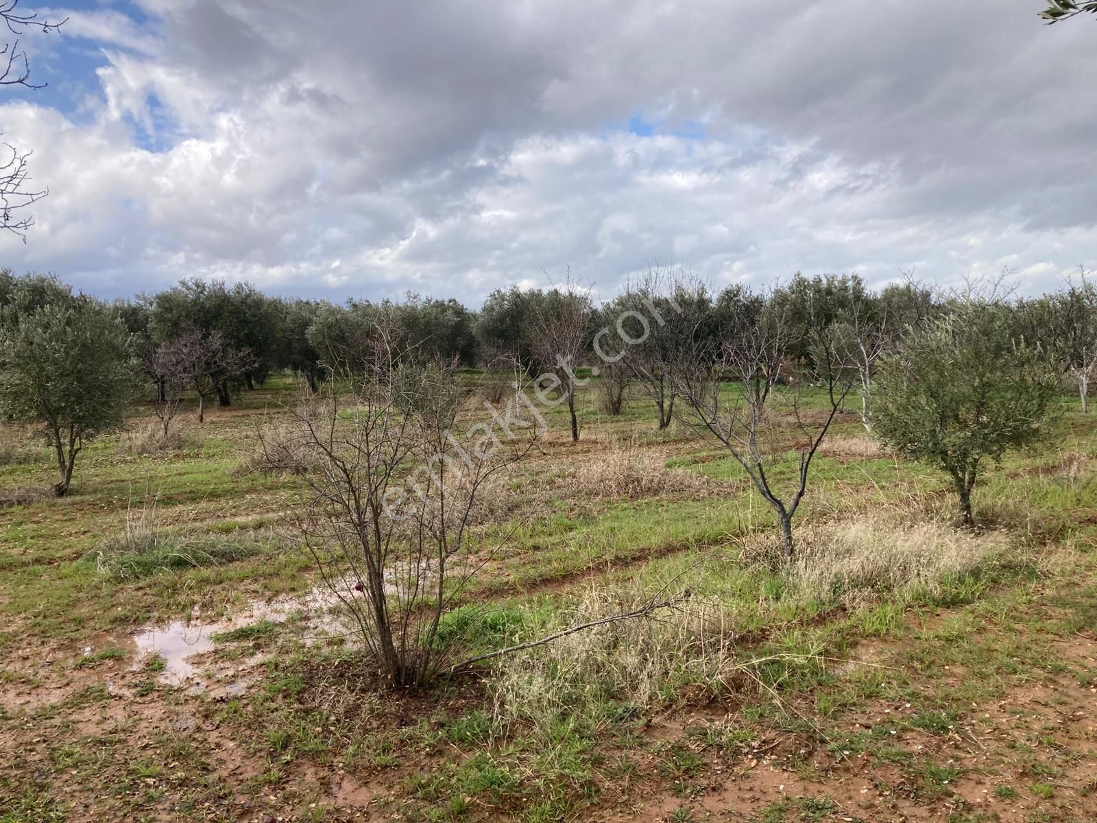Karacasu Yetişkin Bakımlı Zeytin Ve Meyve Bahçesi 6,754 M2 - Görsel 8