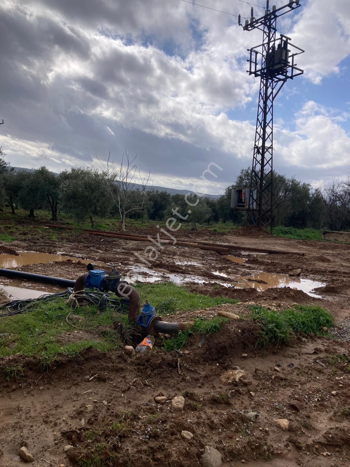 Karacasu Yetişkin Bakımlı Zeytin Ve Meyve Bahçesi 6,754 M2 - Görsel 11
