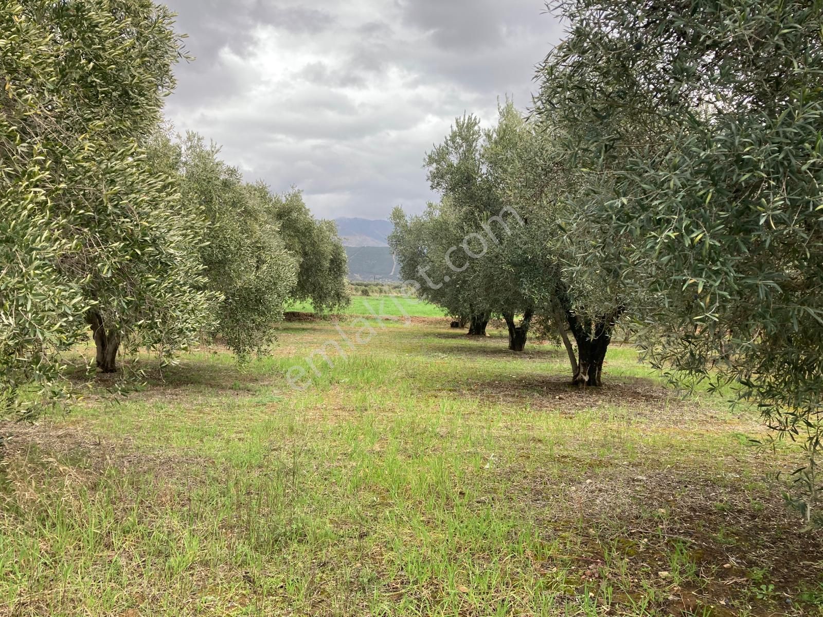 Karacasu Yetişkin Bakımlı Zeytin Ve Meyve Bahçesi 6,754 M2